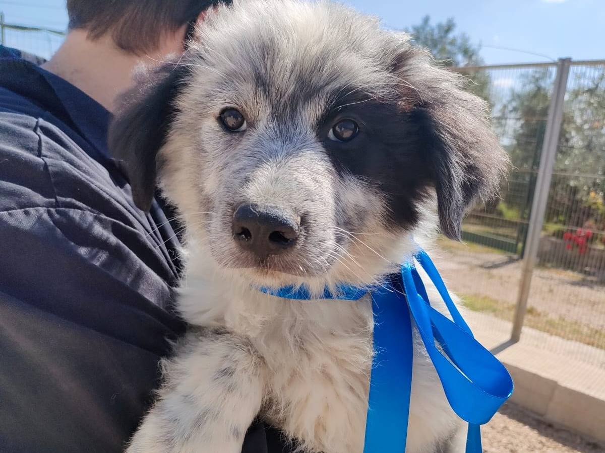 Adotta il cane DADO a Foggia