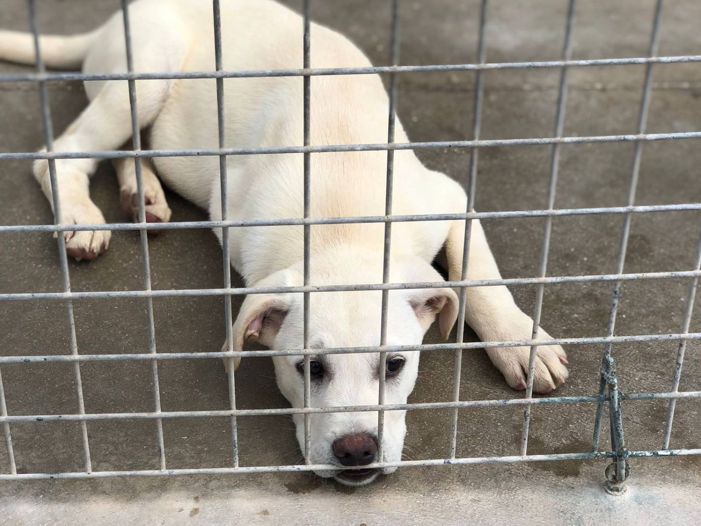 Adozione cane, maschio, Razza sconosciuta Razza sconosciuta, 8 mesi, taglia grande, Foggia
