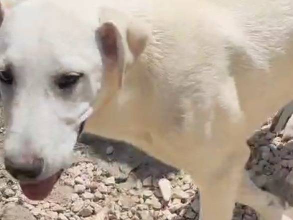 Adotta un cane, maschio, 8 mesi, Foggia