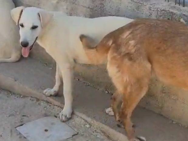 Adotta un cane, taglia grande, maschio, Foggia
