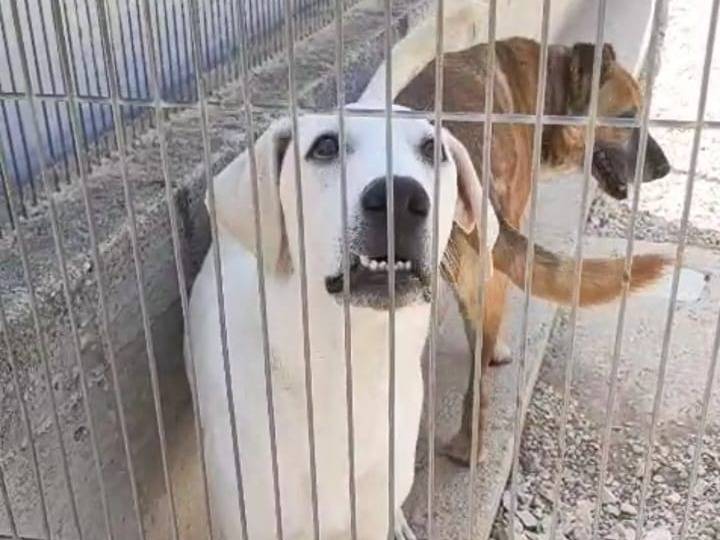 Vuoi adottare un cane a Foggia?