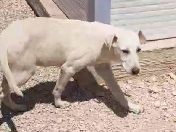 Adotta il cane GELSOMINO a Foggia