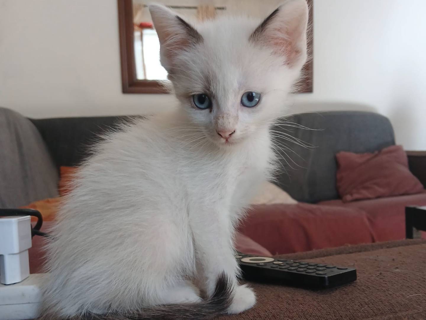 Adozione gatto, maschio, Siamese Razza sconosciuta, 2 mesi, taglia non valida, Frosinone