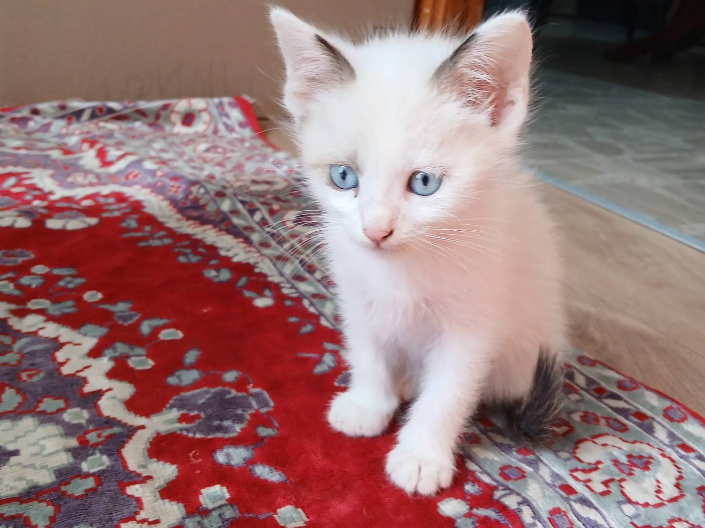 Adotta un gatto, maschio, 2 mesi, Frosinone