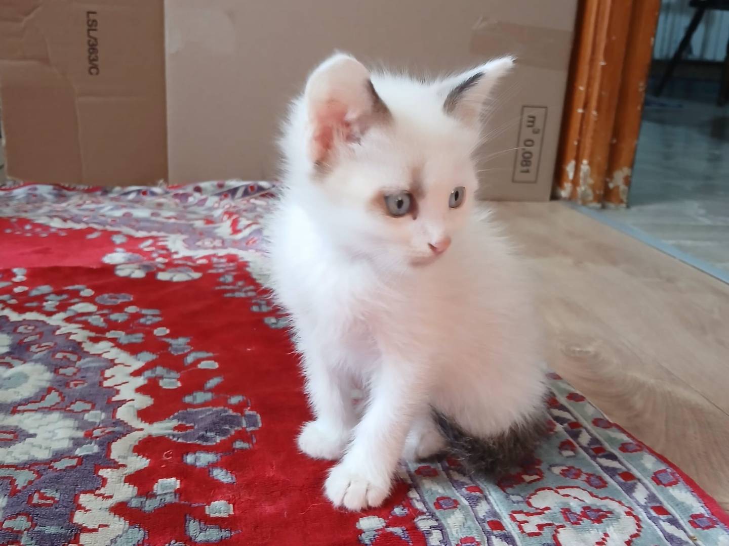 Adotta un gatto, taglia non valida, maschio, Frosinone