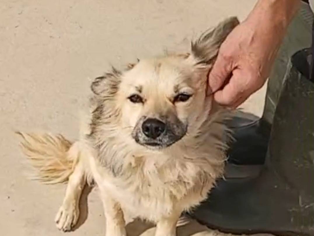 Adozione cane, femmina, Volpino di Pomerania Razza sconosciuta, 2 anni e 7 mesi, taglia piccola, Agrigento