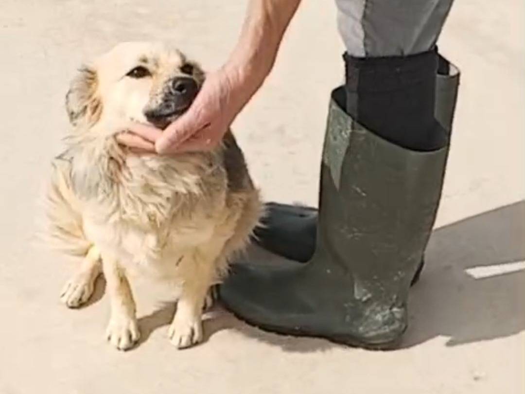 Adotta un cane, femmina, 2 anni e 7 mesi, Agrigento