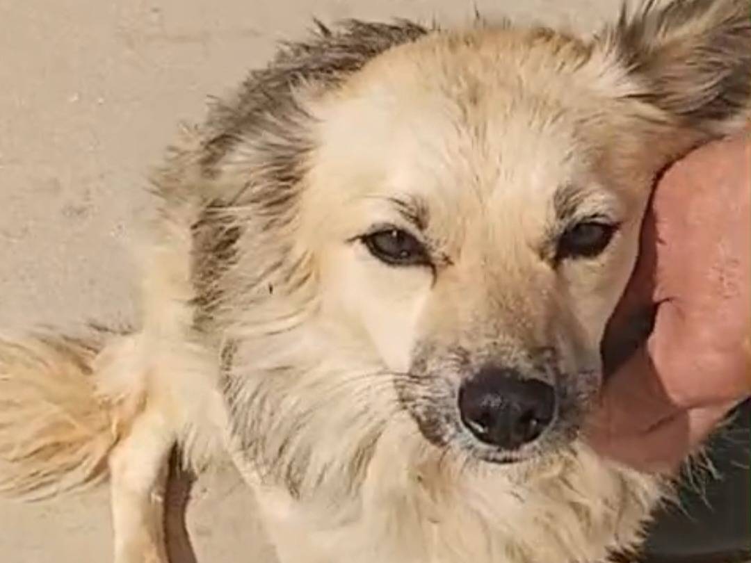 Adotta un cane, taglia piccola, femmina, Agrigento