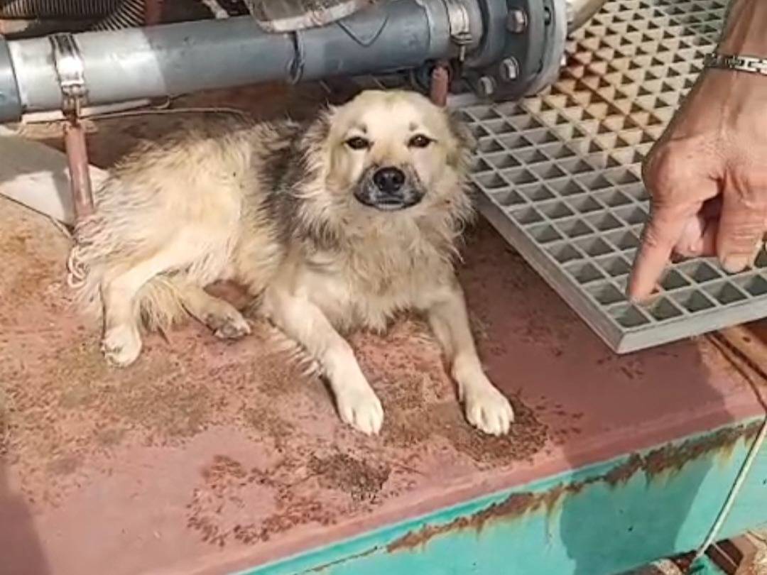 Vuoi adottare un cane a Agrigento?