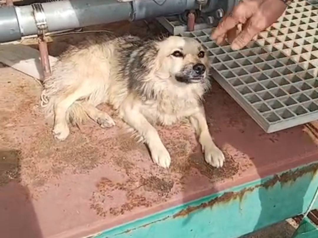 Adotta il cane Stellina a Agrigento