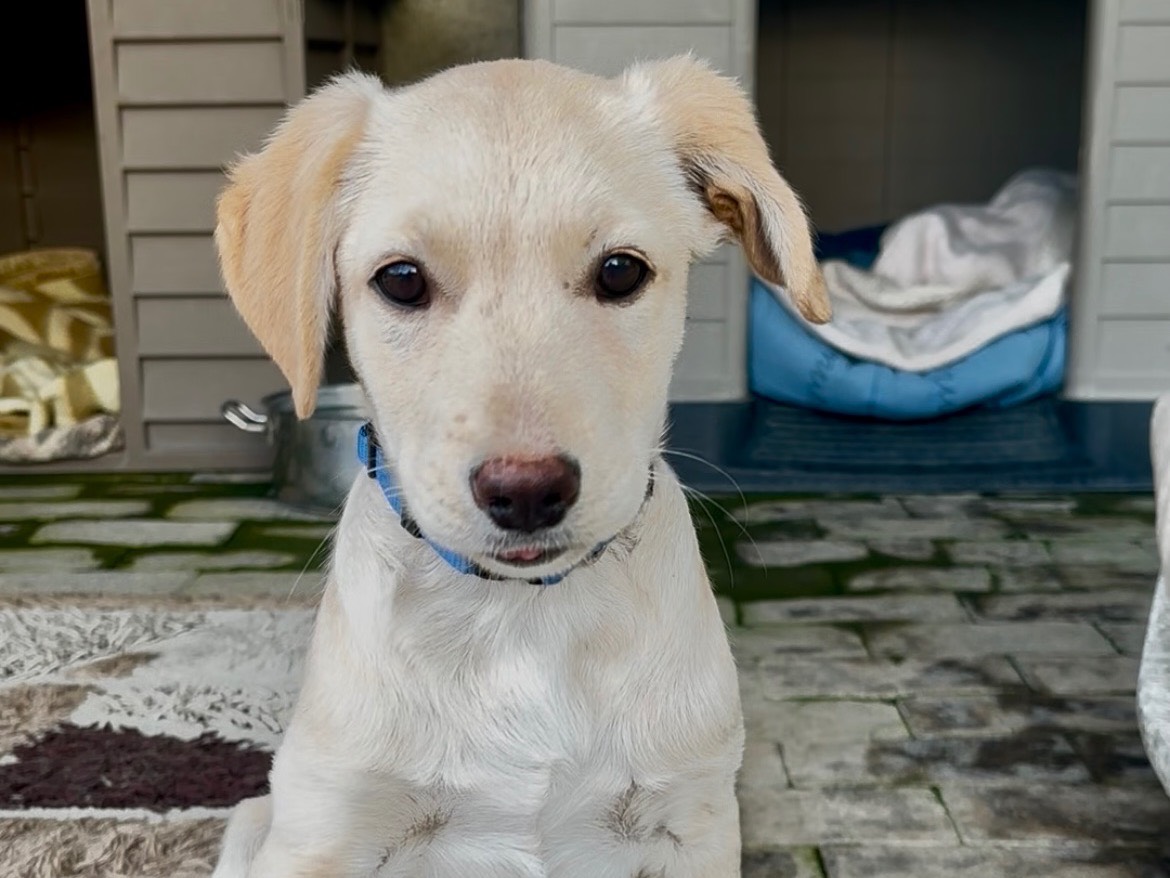 Adozione cane, maschio, Labrador Retriever Razza sconosciuta, 2 mesi, taglia media, Messina