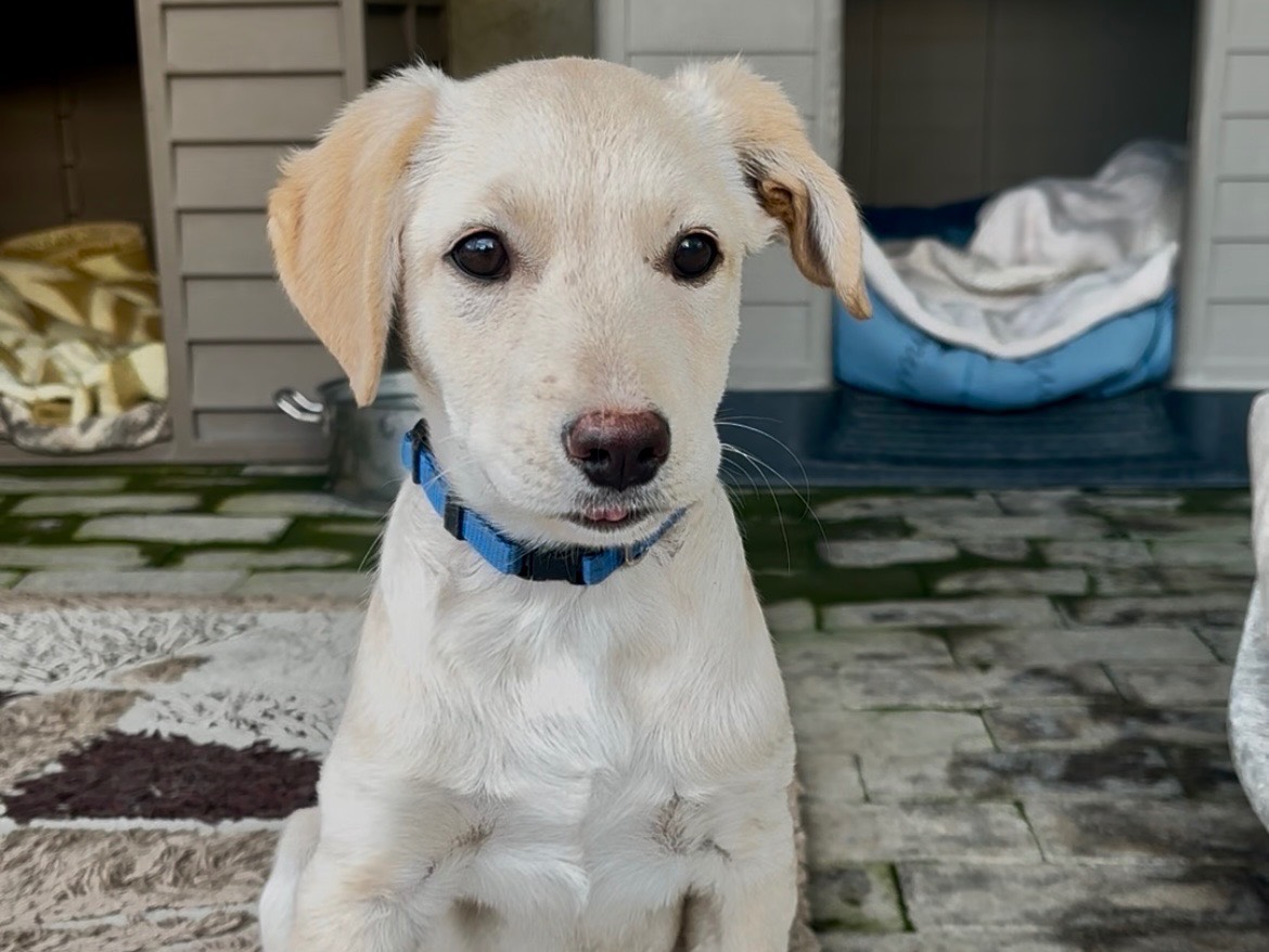 Adotta un cane, taglia media, maschio, Messina