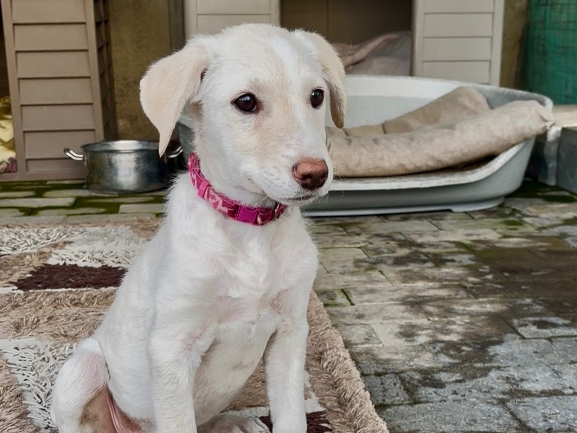 Vuoi adottare un cane a Messina?