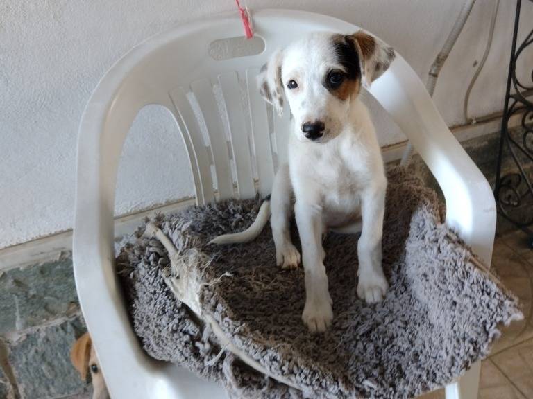 Adotta il cane Ciao a tutti da Robin a Catania