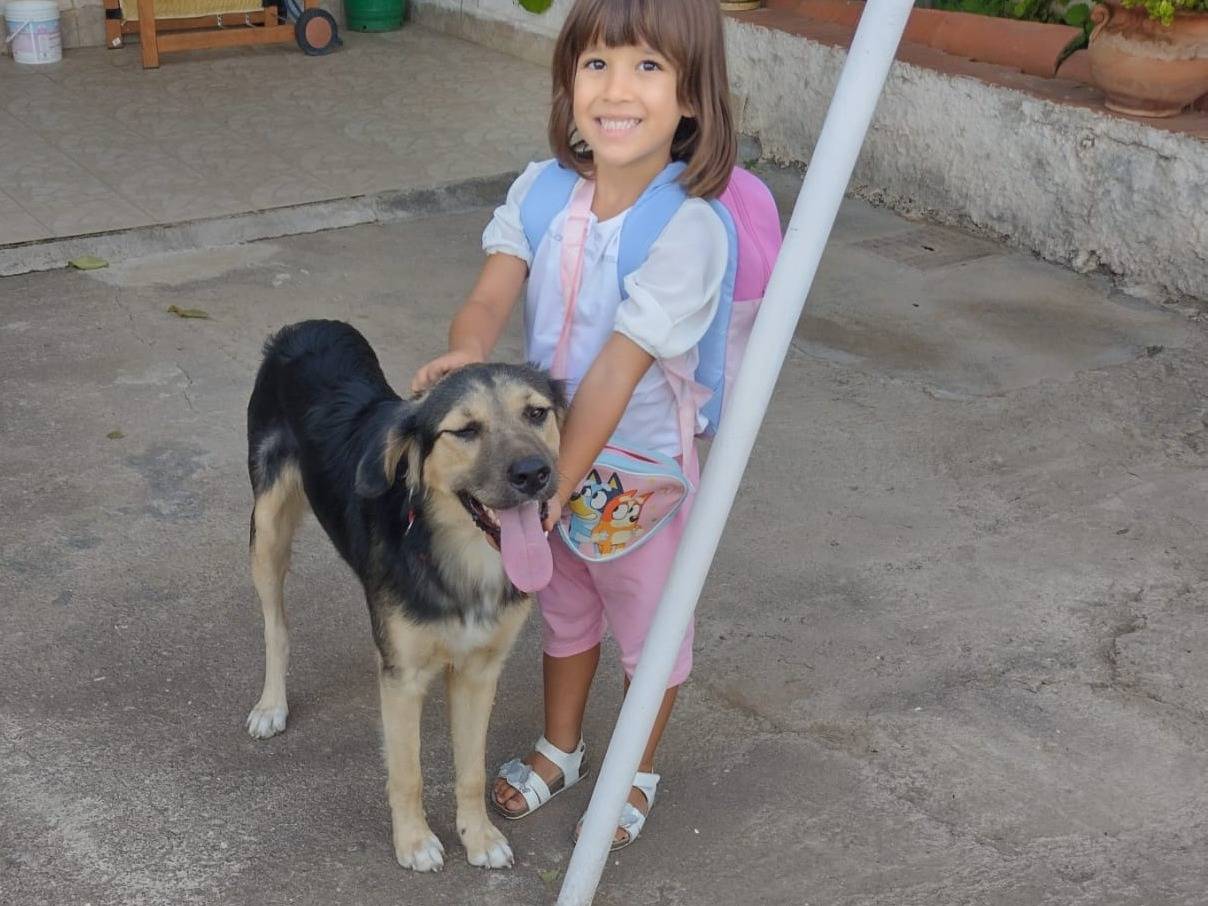 Adozione cane, maschio, Pastore tedesco Razza sconosciuta, 7 mesi, taglia media contenuta, Catania