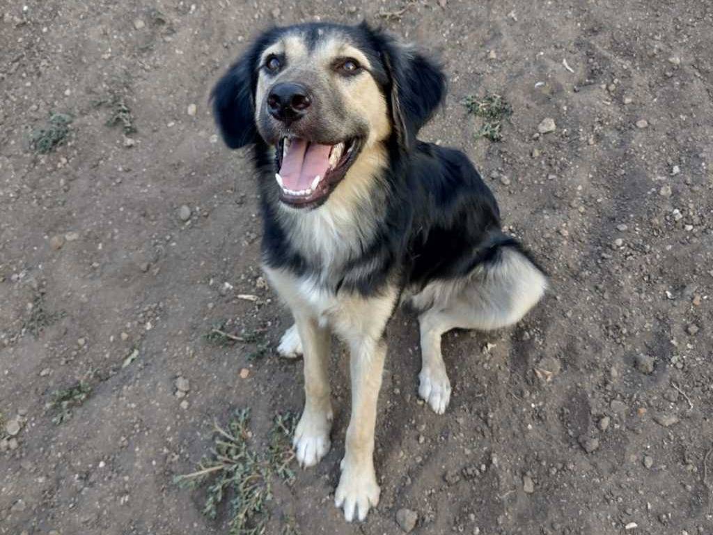 Adotta un cane, maschio, 7 mesi, Catania