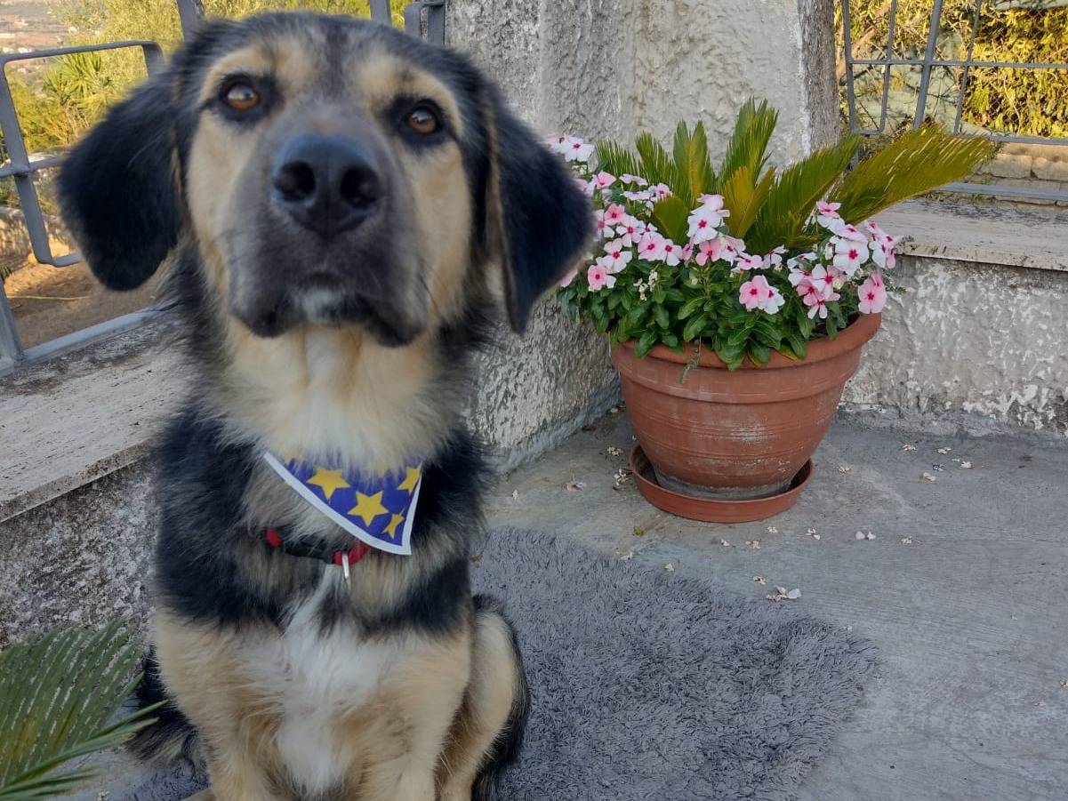 Adotta un cane, taglia media contenuta, maschio, Catania