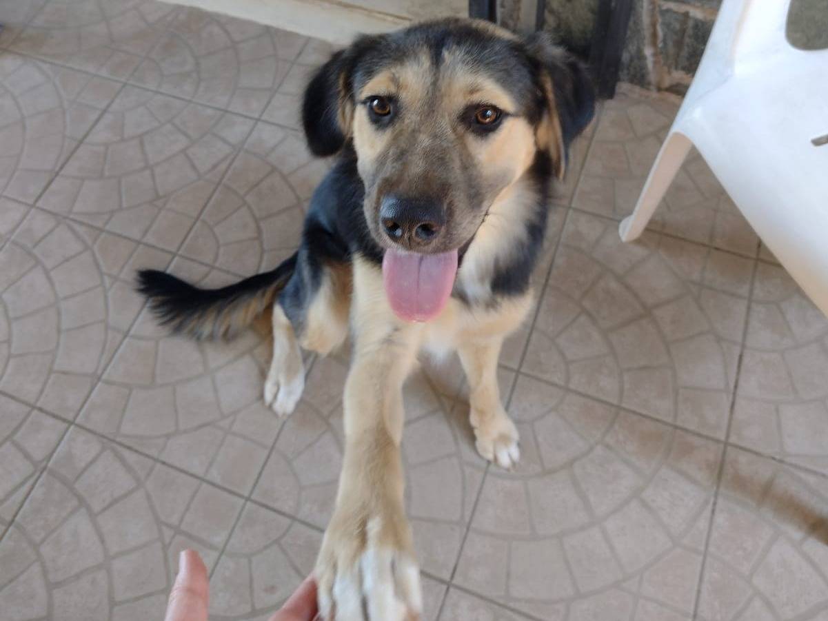 Vuoi adottare un cane a Catania?