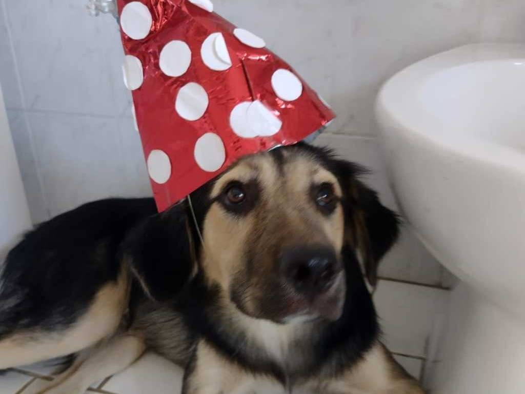 Adotta il cane Ciao a tutti da Remì a Catania