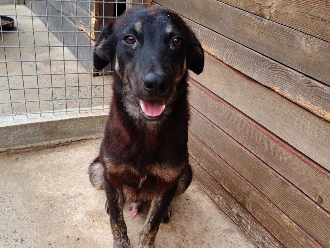 Adozione cane, maschio, Razza sconosciuta Razza sconosciuta, 9 mesi, taglia media, Vibo
