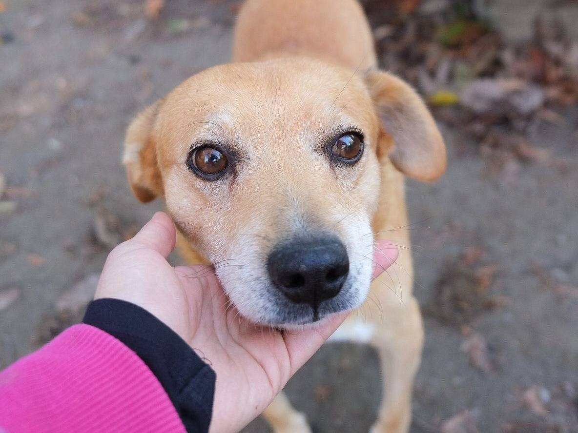Adozione cane, maschio, Razza sconosciuta Razza sconosciuta, 11 anni e 8 mesi, taglia media contenuta, Torino
