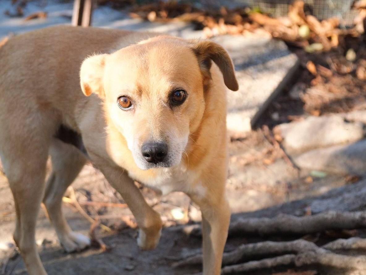 Adotta un cane, maschio, 11 anni e 8 mesi, Torino
