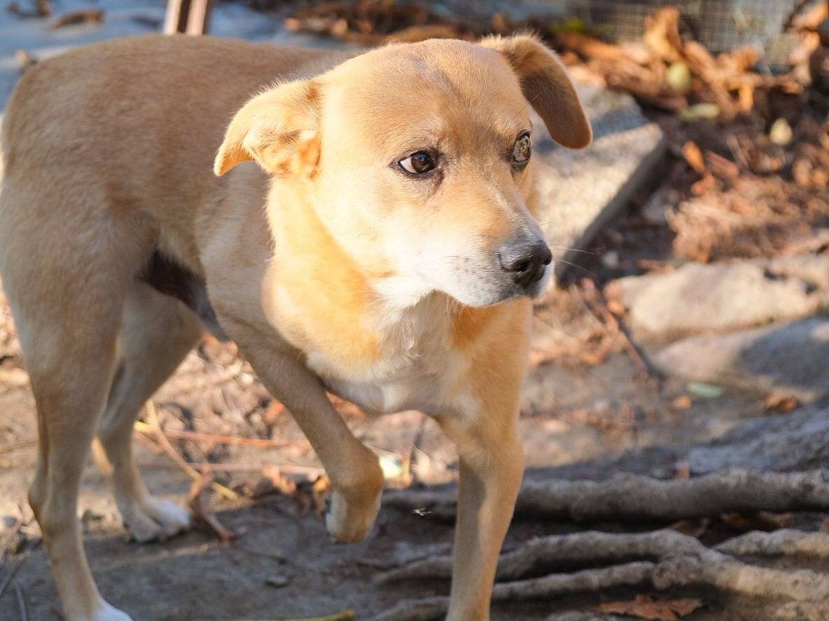 Adotta un cane, taglia media contenuta, maschio, Torino