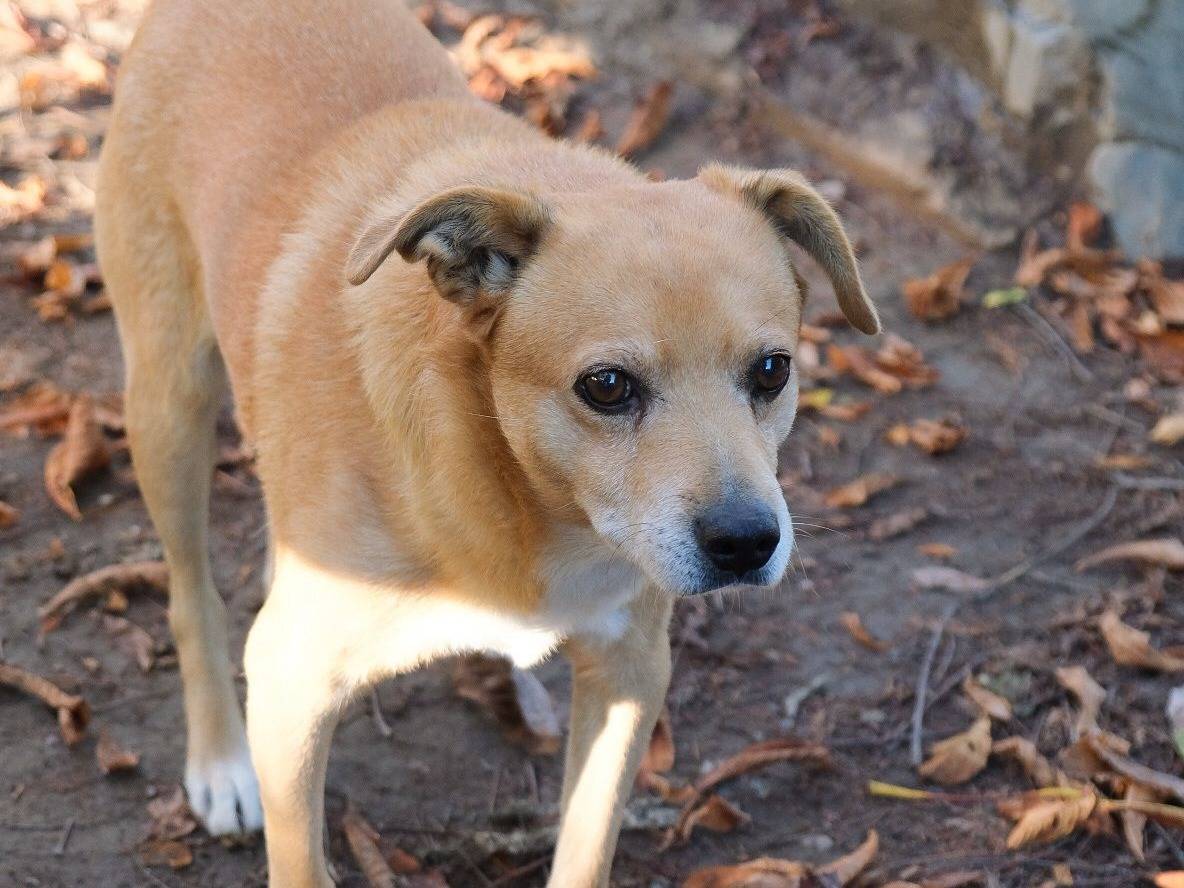 Vuoi adottare un cane a Torino?