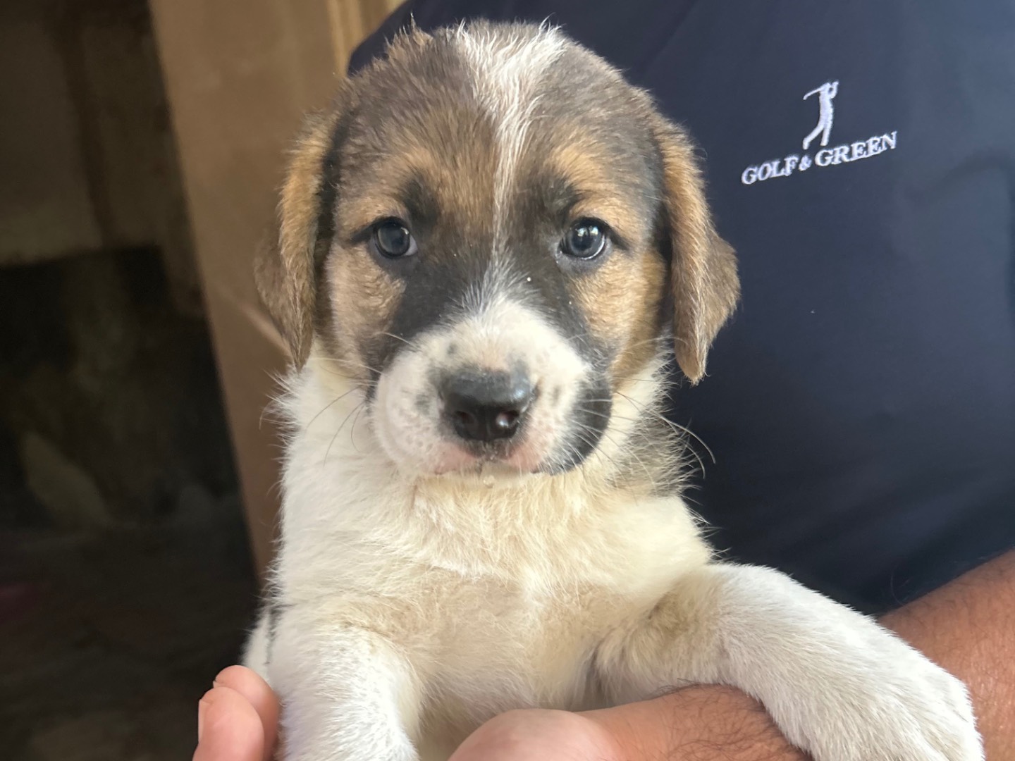 Adozione cane, maschio, Razza sconosciuta Razza sconosciuta, 10 anni e 1 mese, taglia grande, Siracusa