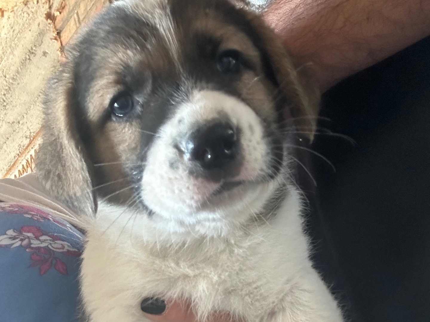 Adotta un cane, maschio, 10 anni e 1 mese, Siracusa