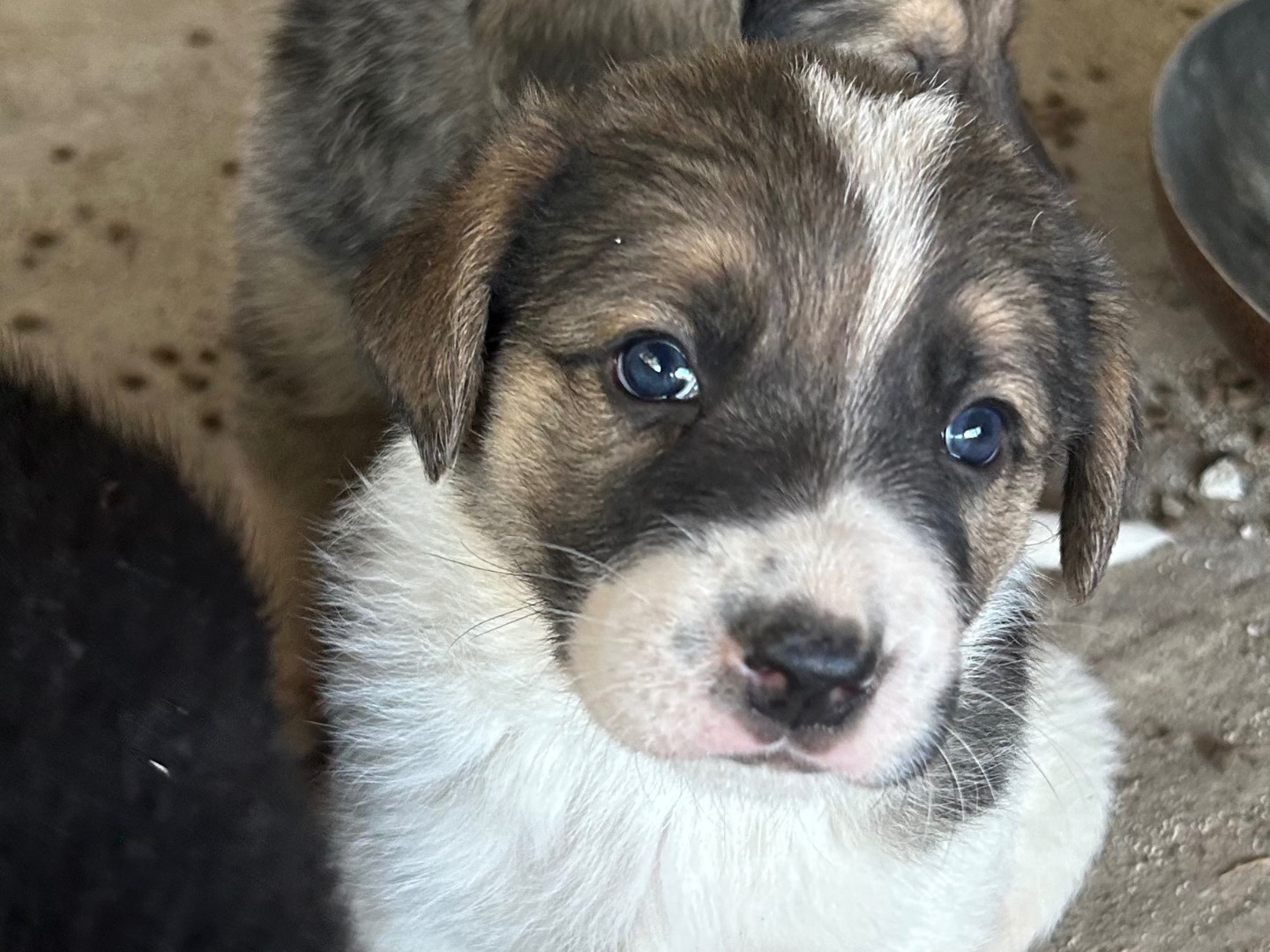 Adotta un cane, taglia grande, maschio, Siracusa