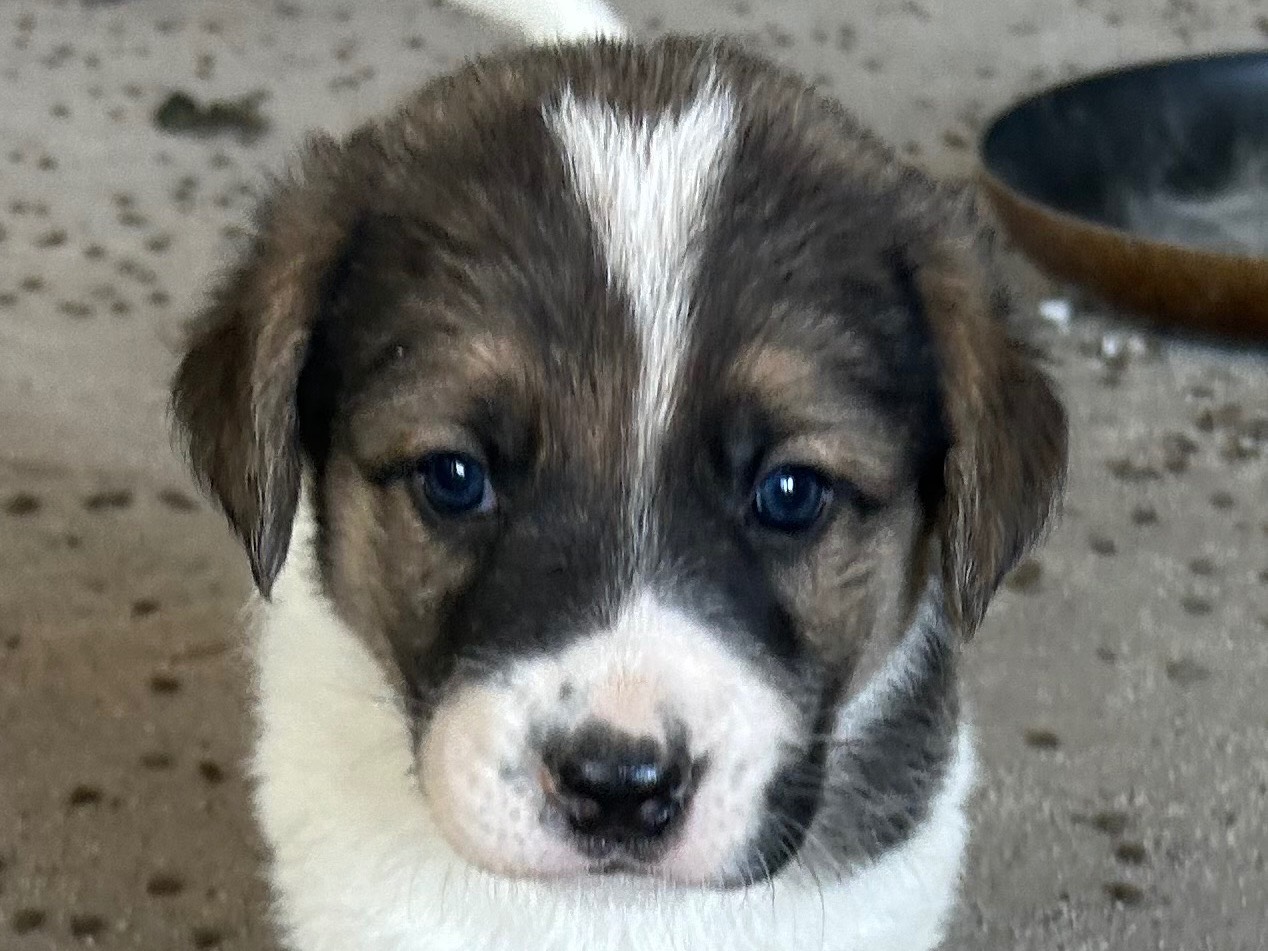 Vuoi adottare un cane a Siracusa?