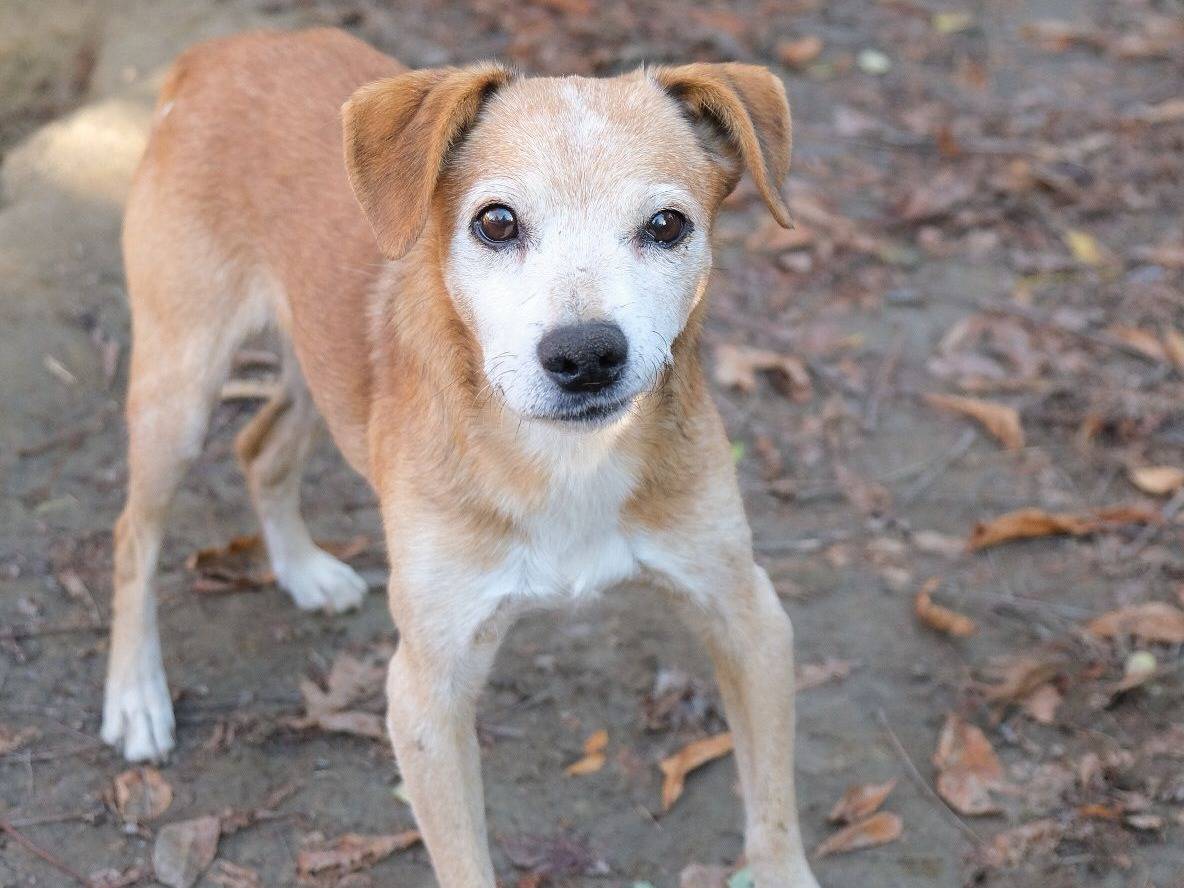 Adozione cane, maschio, Razza sconosciuta Razza sconosciuta, 11 anni e 8 mesi, taglia piccola, Torino