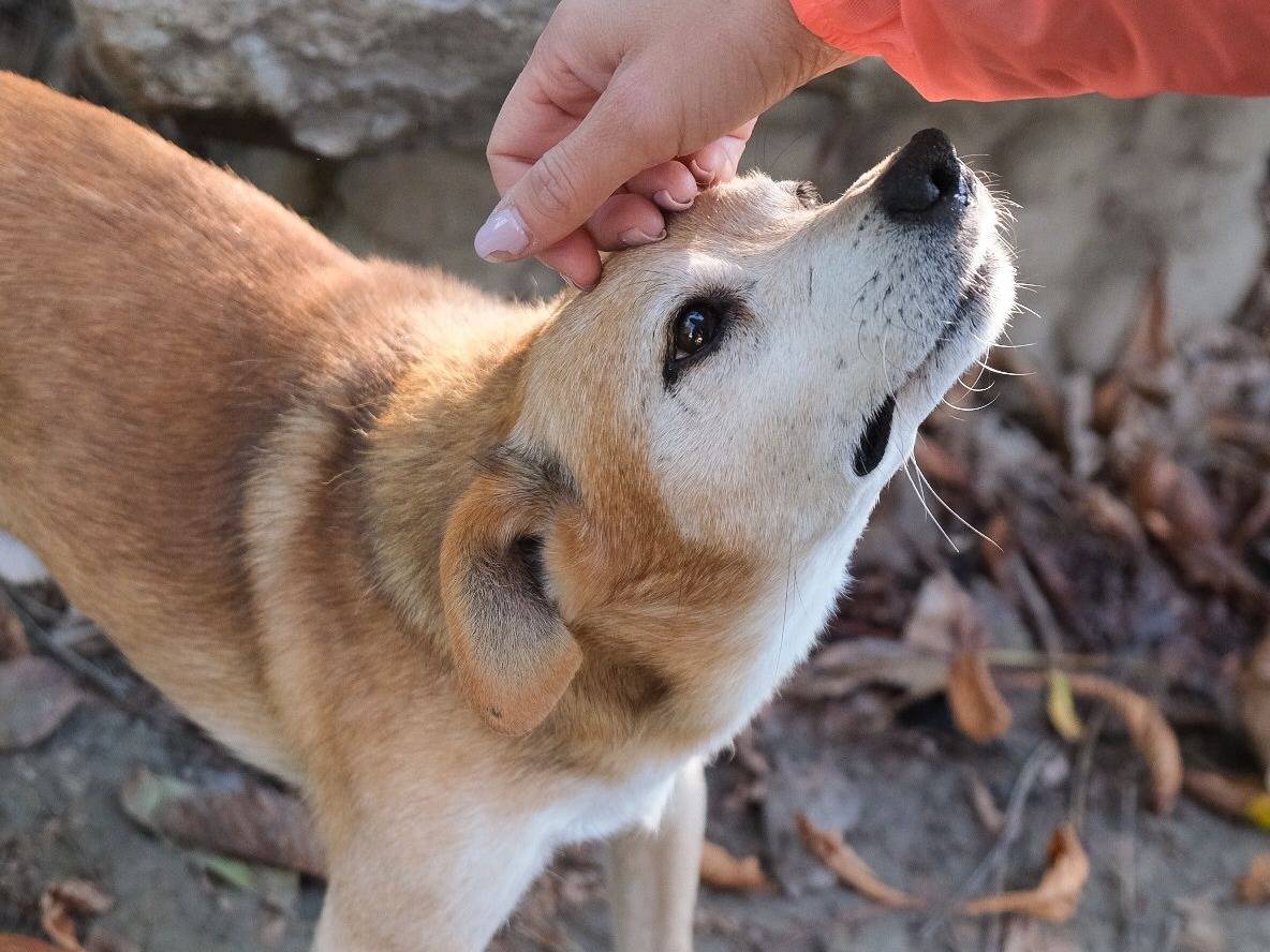 Adotta un cane, maschio, 11 anni e 8 mesi, Torino