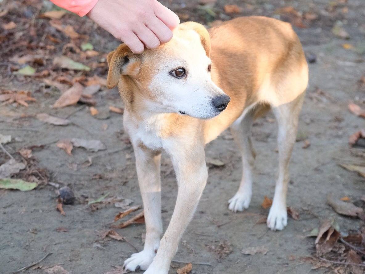 Adotta un cane, taglia piccola, maschio, Torino