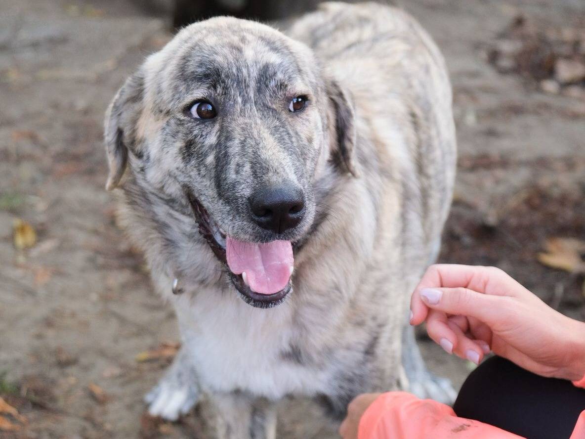 Adozione cane, femmina, Razza sconosciuta Razza sconosciuta, 8 mesi, taglia media, Torino