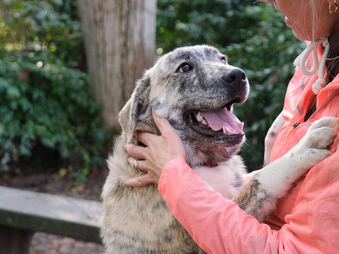 Adotta un cane, femmina, 8 mesi, Torino