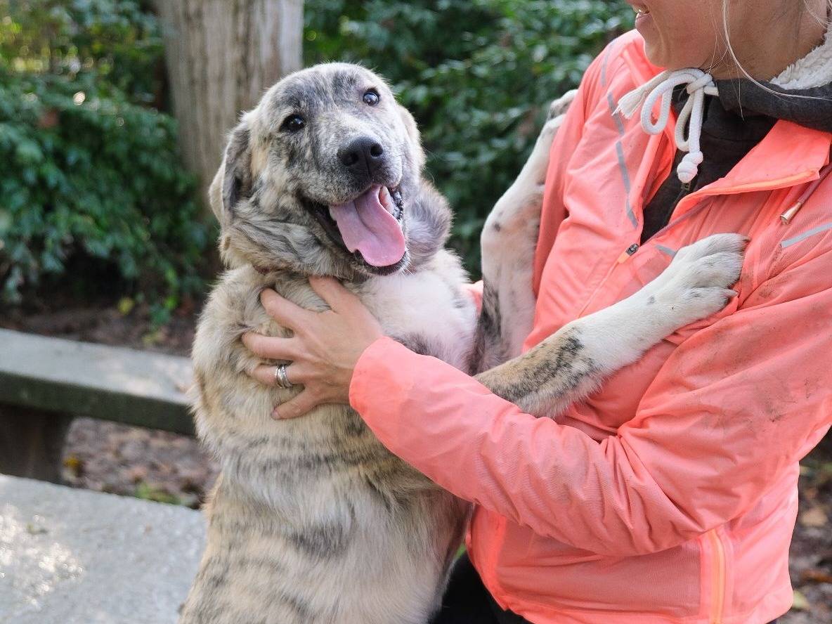 Adotta un cane, taglia media, femmina, Torino