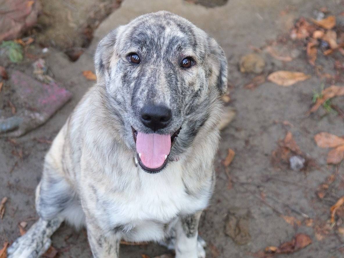 Vuoi adottare un cane a Torino?