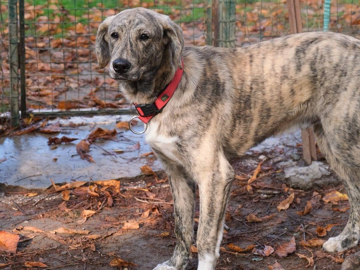 Adozione cane, maschio, Razza sconosciuta Razza sconosciuta, 8 mesi, taglia media, Torino