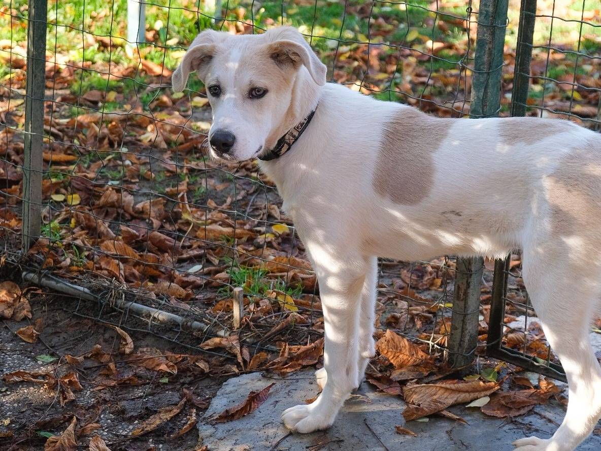 Adozione cane, maschio, Razza sconosciuta Razza sconosciuta, 5 mesi, taglia media, Torino