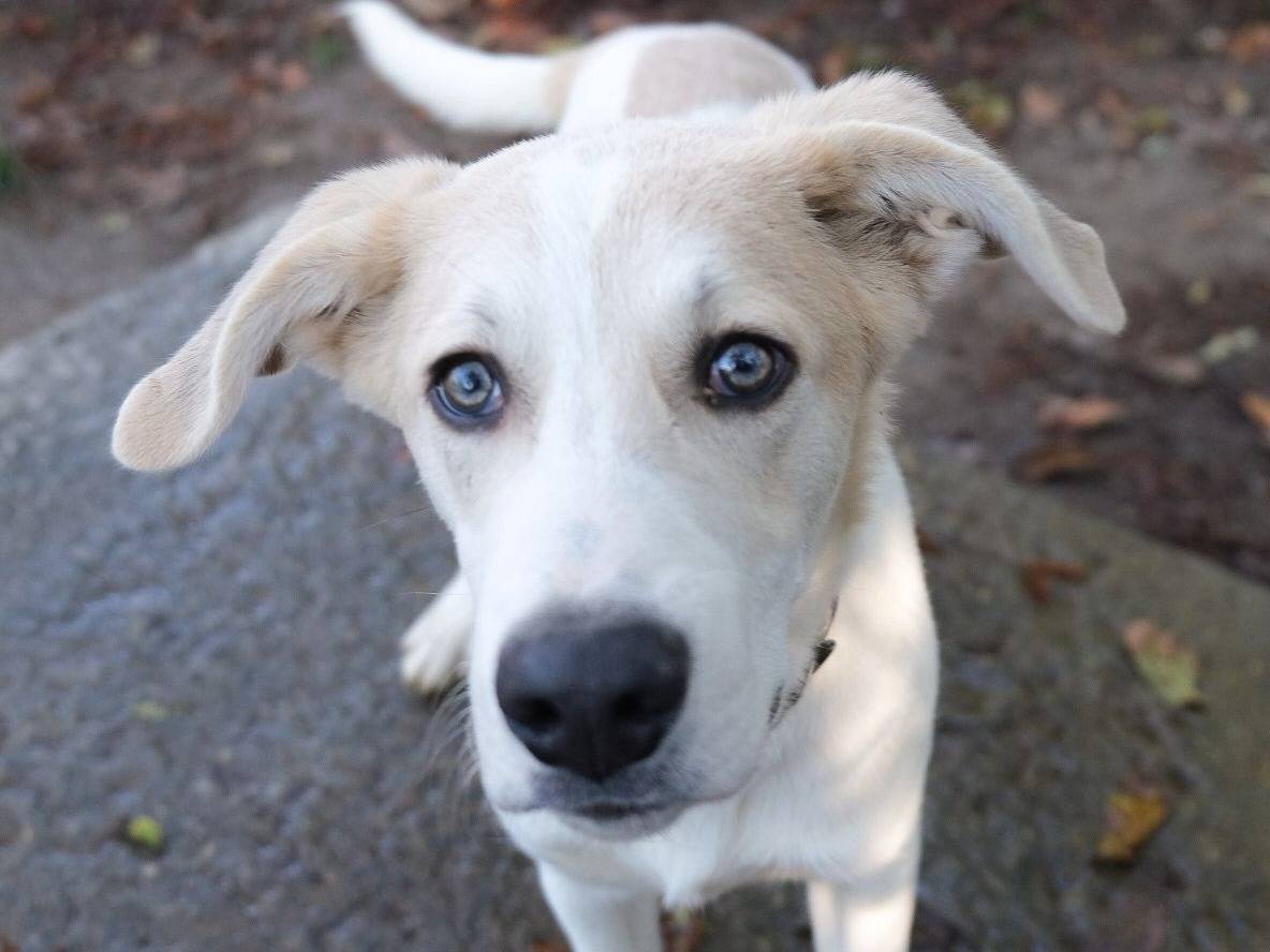 Adotta un cane, maschio, 5 mesi, Torino