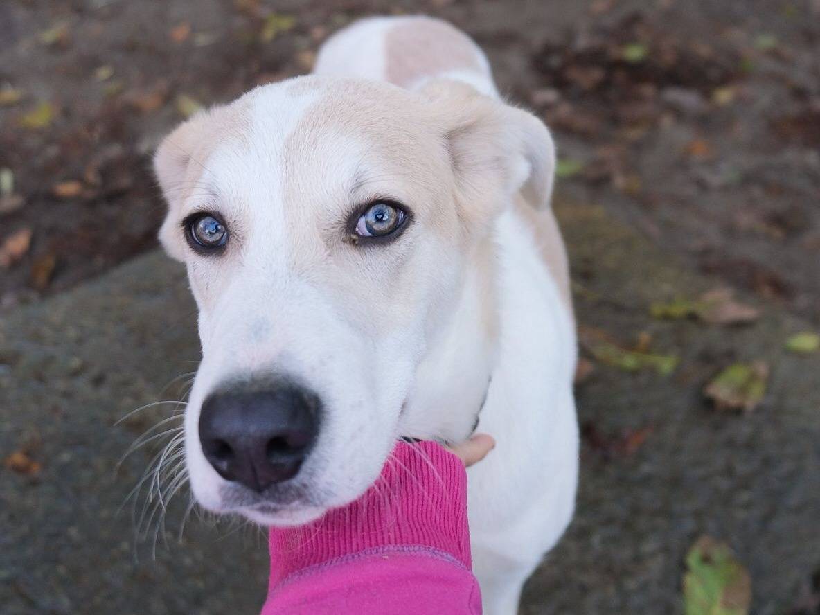 Adotta un cane, taglia media, maschio, Torino