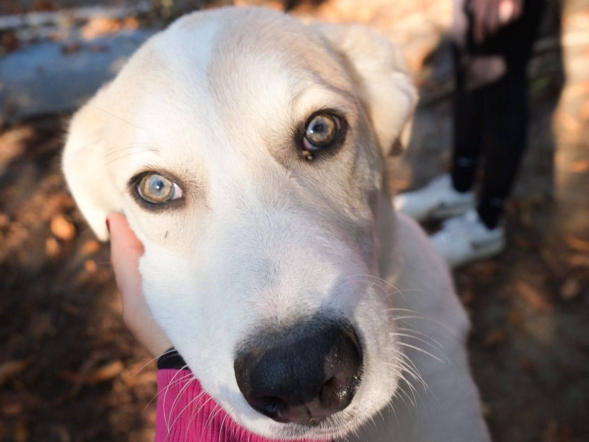 Vuoi adottare un cane a Torino?