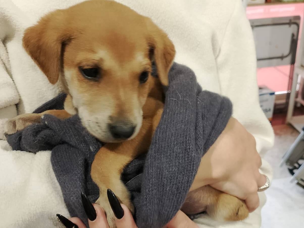 Vuoi adottare un cane a Vibo?