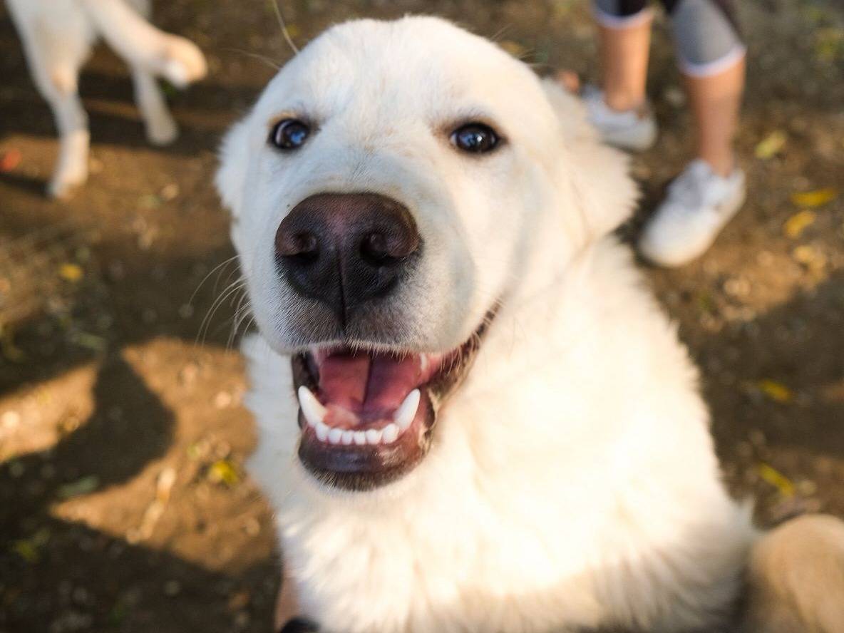 Vuoi adottare un cane a Torino?