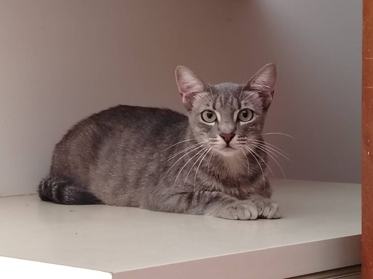 Adozione gatto, femmina, Razza sconosciuta Razza sconosciuta, 1 anno e 6 mesi, taglia non valida, Torino