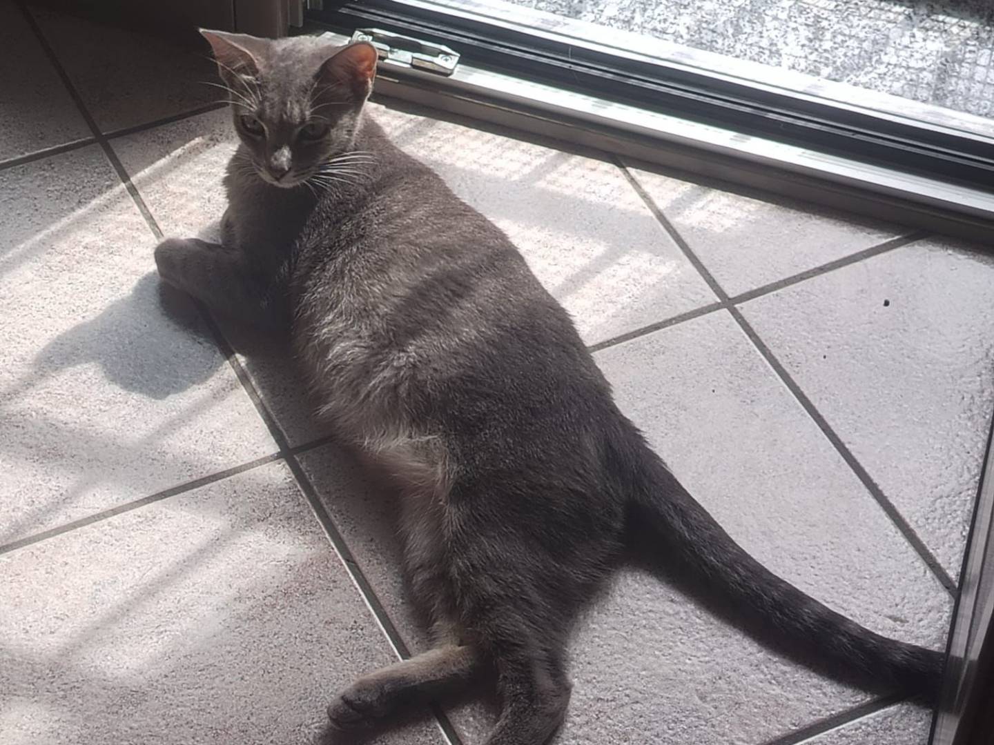 Adotta un gatto, femmina, 1 anno e 6 mesi, Torino