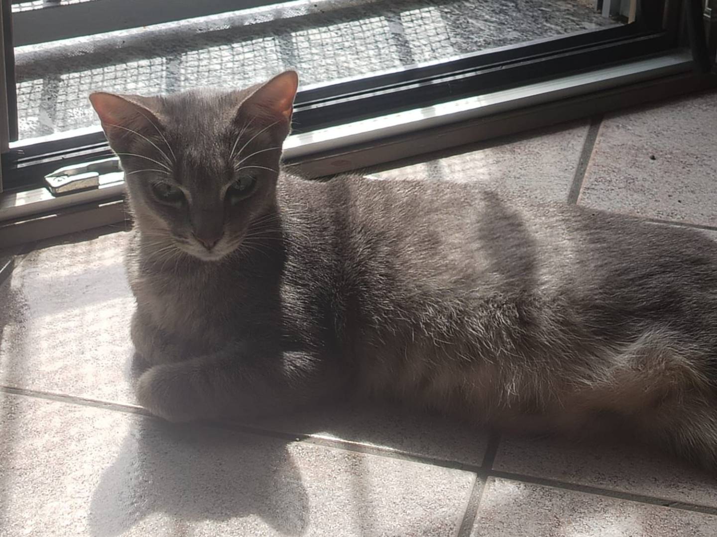 Adotta un gatto, taglia non valida, femmina, Torino