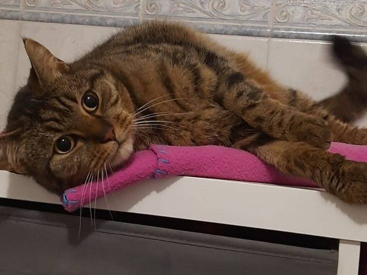 Adozione gatto, maschio, Razza sconosciuta Razza sconosciuta, 4 anni e 3 mesi, taglia non valida, Torino